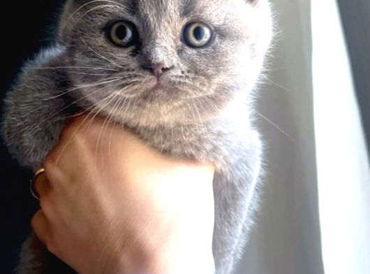 Pamuk Prens Safkan British Shorthair Ayı Surat Bebek görsel