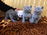 Safkan British Shorthair Ayi Surat Top Kafa Bebekler