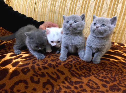 Safkan British Shorthair Ayi Surat Top Kafa Bebekler görsel