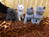 Pamuk Prens Safkan British Shorthair Ayı Surat Bebek