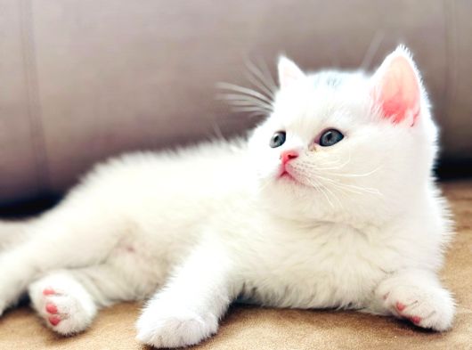 Safkan British Shorthair Ayi Surat Top Kafa Bebekler görsel