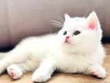 Pamuk prens safkan british shorthair ayı surat bebek