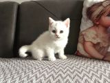 Safkan British Shorthair Ayi Surat Top Kafa Bebekler