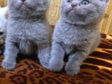Safkan british shorthair ayi surat top kafa bebekler