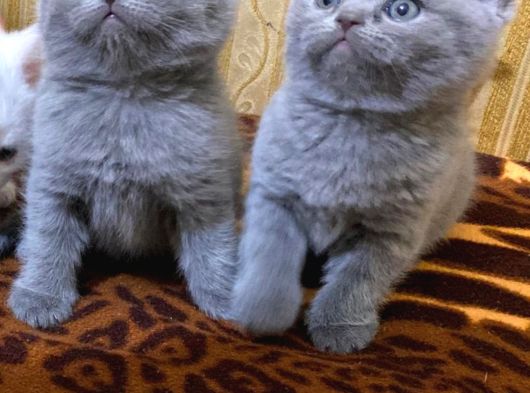 Pamuk Prens Safkan British Shorthair Ayı Surat Bebek görsel