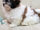 Shih Tzu Bebekleri Yeni Ailesine Gitmeye Hazır