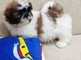 Shih Tzu Bebekleri Yeni Ailesine Gitmeye Hazır