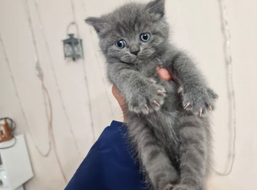 Tuvalet Eğitimli Minnoşlarım Teslime Hazır görsel