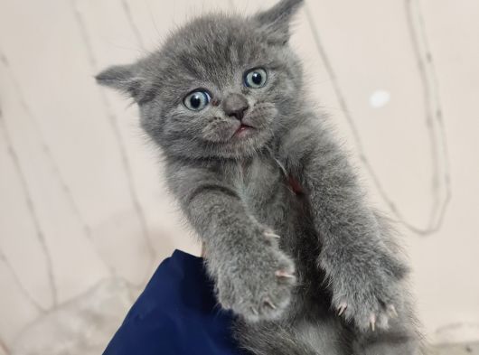 Tuvalet Eğitimli Minnoşlarım Teslime Hazır görsel