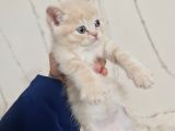 Tuvalet Eğitimli Minnoşlarım