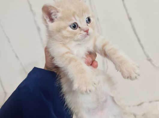 Tuvalet Eğitimli Minnoşlarım görsel