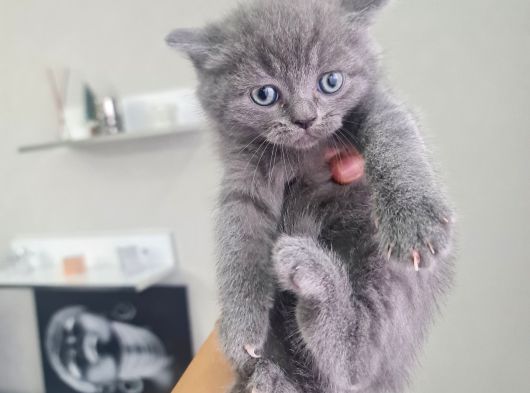 Tuvalet Eğitimli Minnoşlarım Teslime Hazır görsel