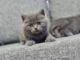 Minnoşlarım Teslime Hazır