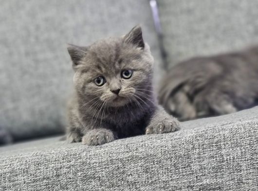 Minnoşlarım Teslime Hazır görsel