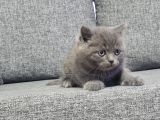 Minnoşlarım teslime hazır