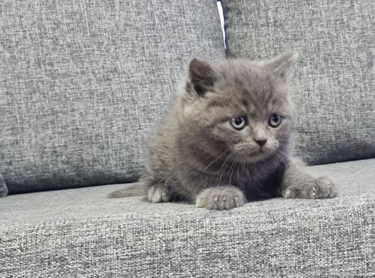 Minnoşlarım Teslime Hazır