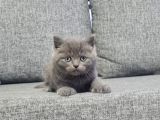 Minnoşlarım Teslime Hazır