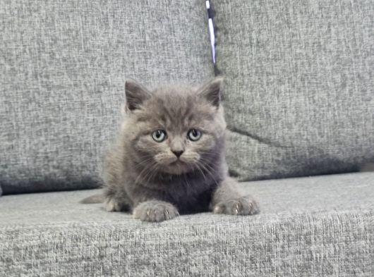 Minnoşlarım Teslime Hazır görsel