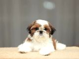 Sağlik Ve Irk Garanti̇li̇ Shih Tzu Yavrulari̇