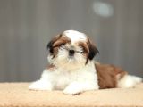 Sağlik Ve Irk Garanti̇li̇ Shih Tzu Yavrulari̇