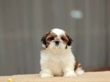 Sağlik Ve Irk Garanti̇li̇ Shih Tzu Yavrulari̇