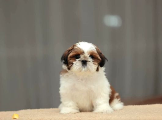 Sağlik Ve Irk Garanti̇li̇ Shih Tzu Yavrulari̇ görsel