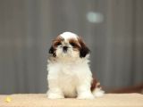 Sağlik Ve Irk Garanti̇li̇ Shih Tzu Yavrulari̇