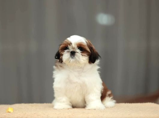 Sağlik Ve Irk Garanti̇li̇ Shih Tzu Yavrulari̇ görsel