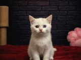VONALP PET GARANTISIYLE EFSANE GÜZELLİKTE BRİTİSH SHORTHAİR