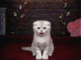 VONALP PET GARANTISIYLE EFSANE GÜZELLİKTE SCOTTİSH FOLD