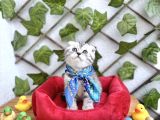 Sürme Gözlü Erkek Scotti̇sh Si̇lver Bebek