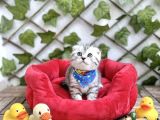 Sürme Gözlü Erkek Scotti̇sh Si̇lver Bebek