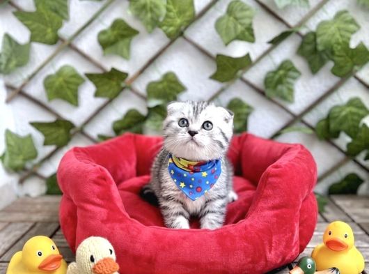 Sürme Gözlü Erkek Scotti̇sh Si̇lver Bebek görsel