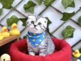 SÜRME GÖZLÜ ERKEK SCOTTİSH SİLVER BEBEK