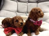 En Tatlı En Küçük Teacup Poodle Yavrular