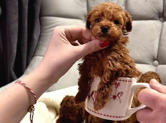 En Tatlı En Küçük Teacup Poodle Yavrular görsel