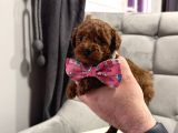 En Tatlı En Küçük Teacup Poodle Yavrular