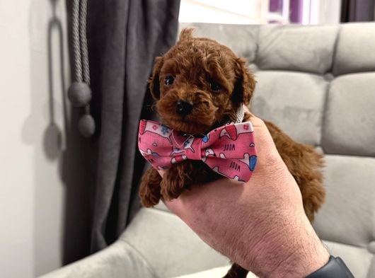 En Tatlı En Küçük Teacup Poodle Yavrular görsel