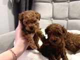 En Tatlı En Küçük Teacup Poodle Yavrular