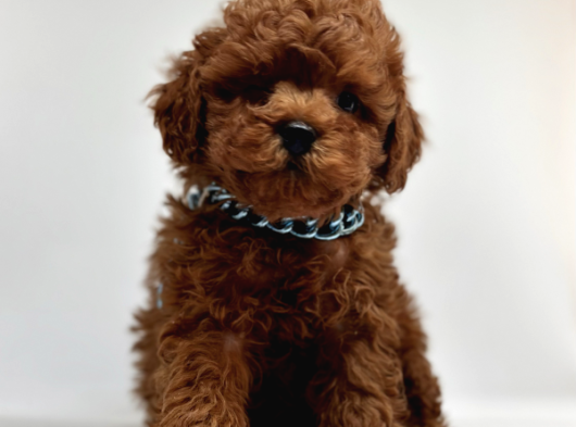 Eşsi̇z Güzelli̇k Toy Poodle Yavrularimiz görsel
