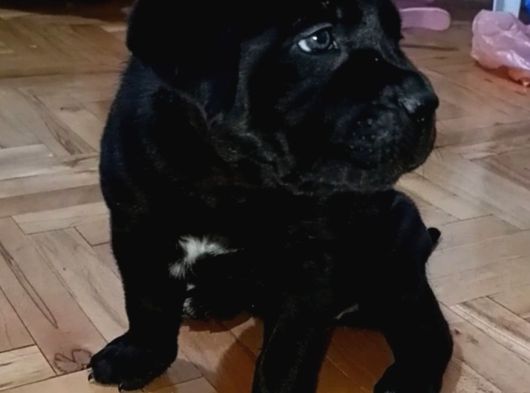 Safkan Cane Corso Son Erkek görsel