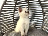 Bal Yanaklı Sevimli Tatlı Uysal Bebek Kedişler