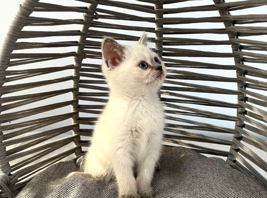 Bal Yanaklı Sevimli Tatlı Uysal Bebek Kedişler görsel