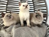 Bal Yanaklı Sevimli Tatlı Uysal Bebek Kedişler