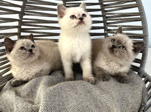 Bal Yanaklı Sevimli Tatlı Uysal Bebek Kedişler görsel