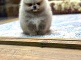 Orjinal Ayı Surat Pomeranian