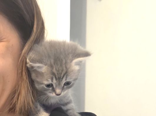 British Short Hair görsel