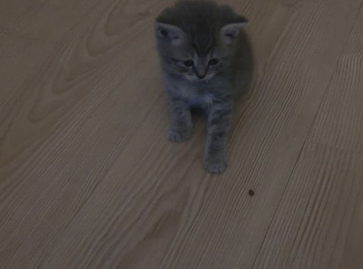 British Short Hair görsel