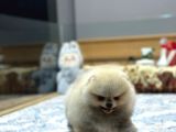 Orjinal Ayı Surat Pomeranian