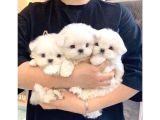 Mini boy maltese yavrularımız